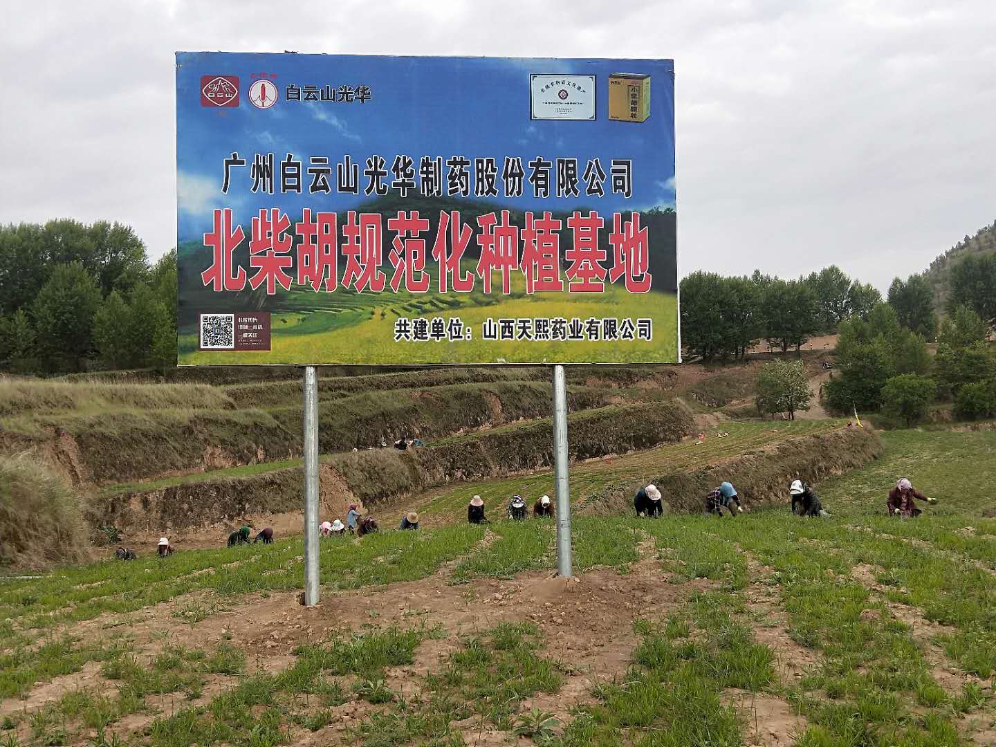 ����ɽС���Ϊ��ҩ�Ĺ�ҵ��׼��ƶ��֢�¡�ҩ��